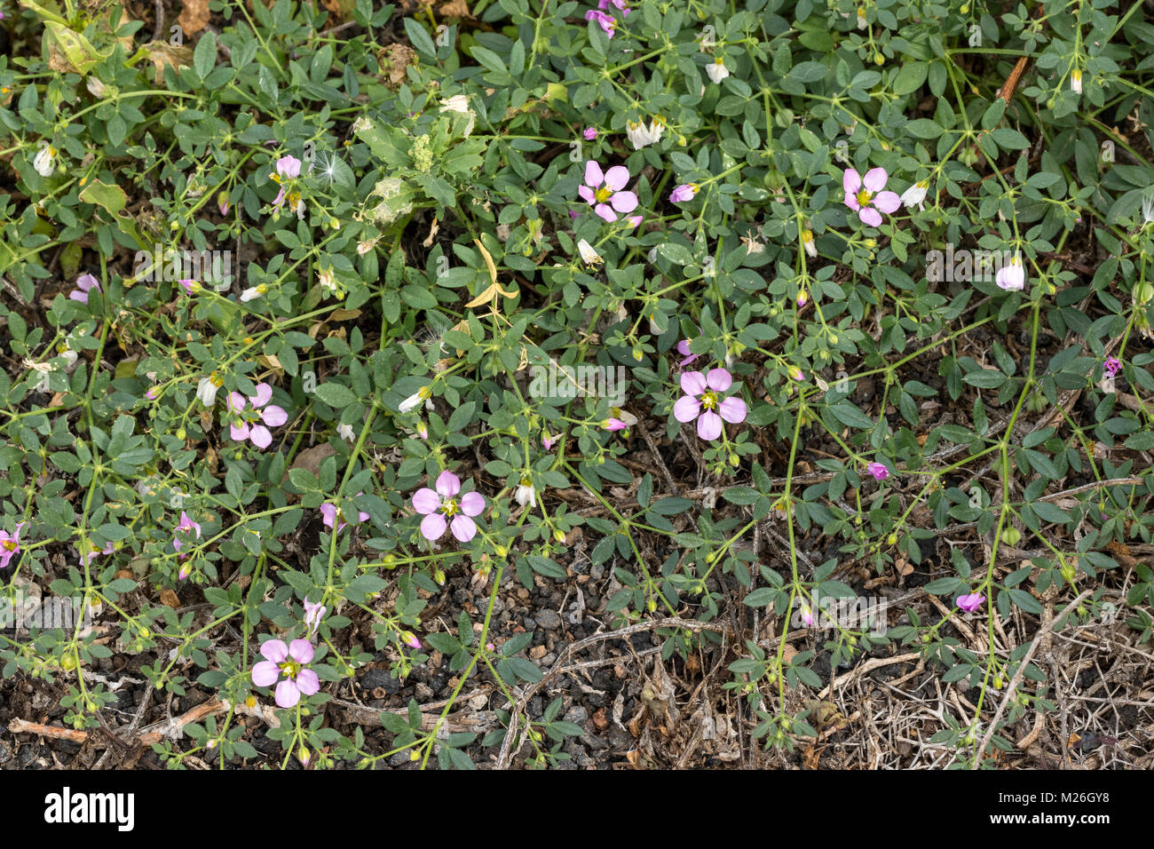 Fagonia cretica, Zygophyllaceae Stock Photo