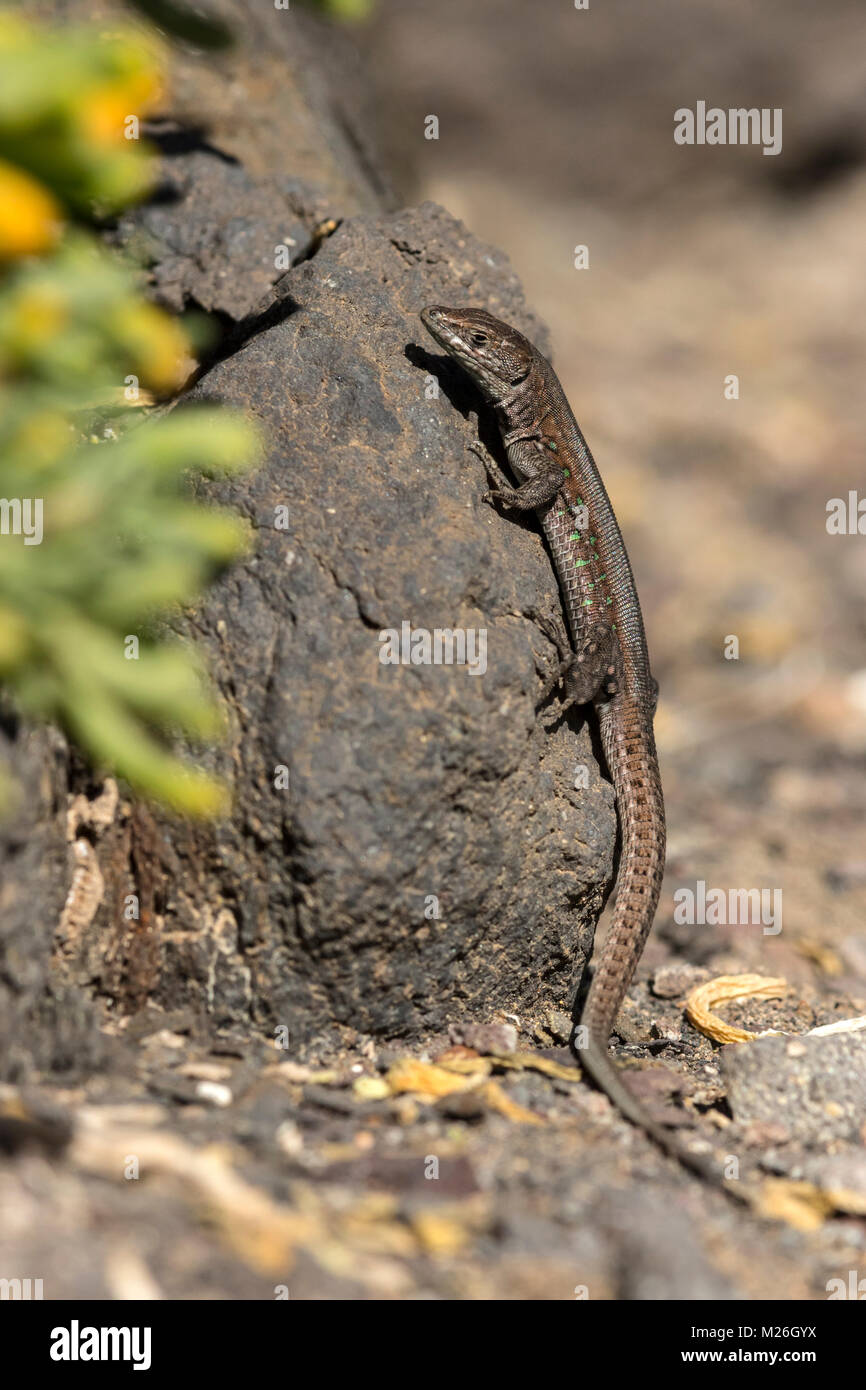 Atlantic lizard (Gallotia atlantica) Stock Photo