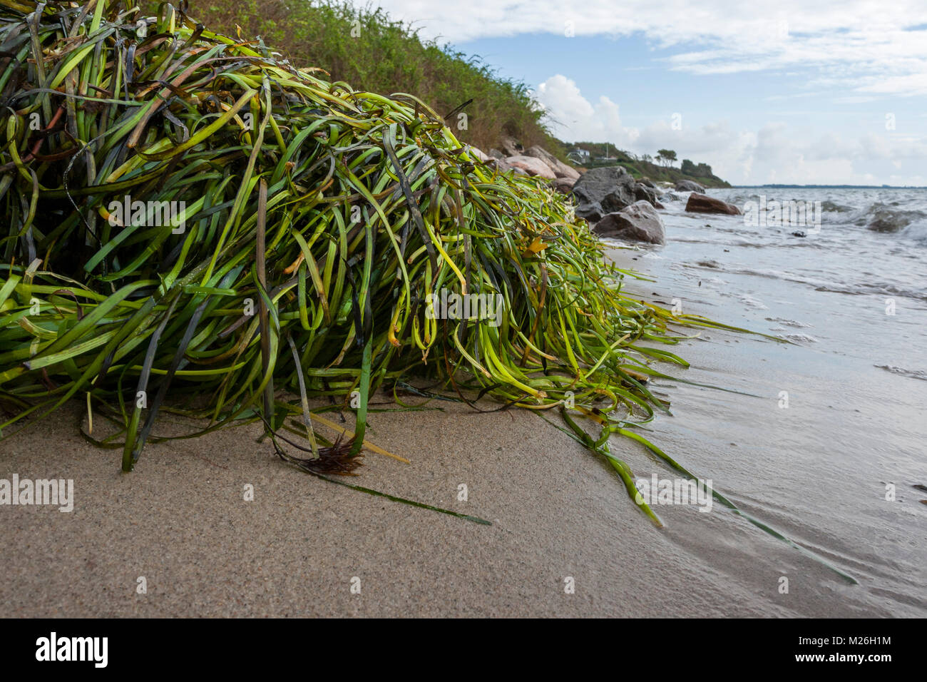 Washed up Eelgrass (Zostera marina) on the beach Stock Photo