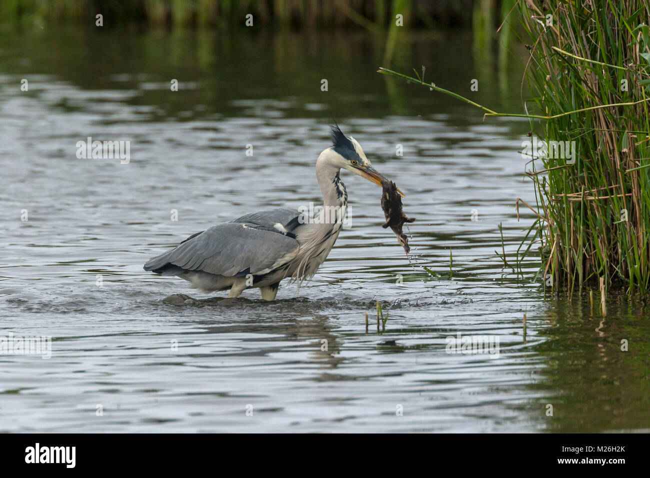 Grey heron (Ardea cinerea) eats duckling from Gadwall (Anas strepera) Stock Photo
