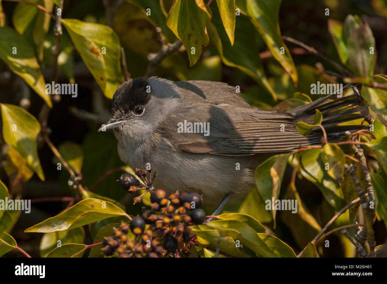 Black cap, (Sylvia atricapilla) male foraging in Common Ivy Stock Photo