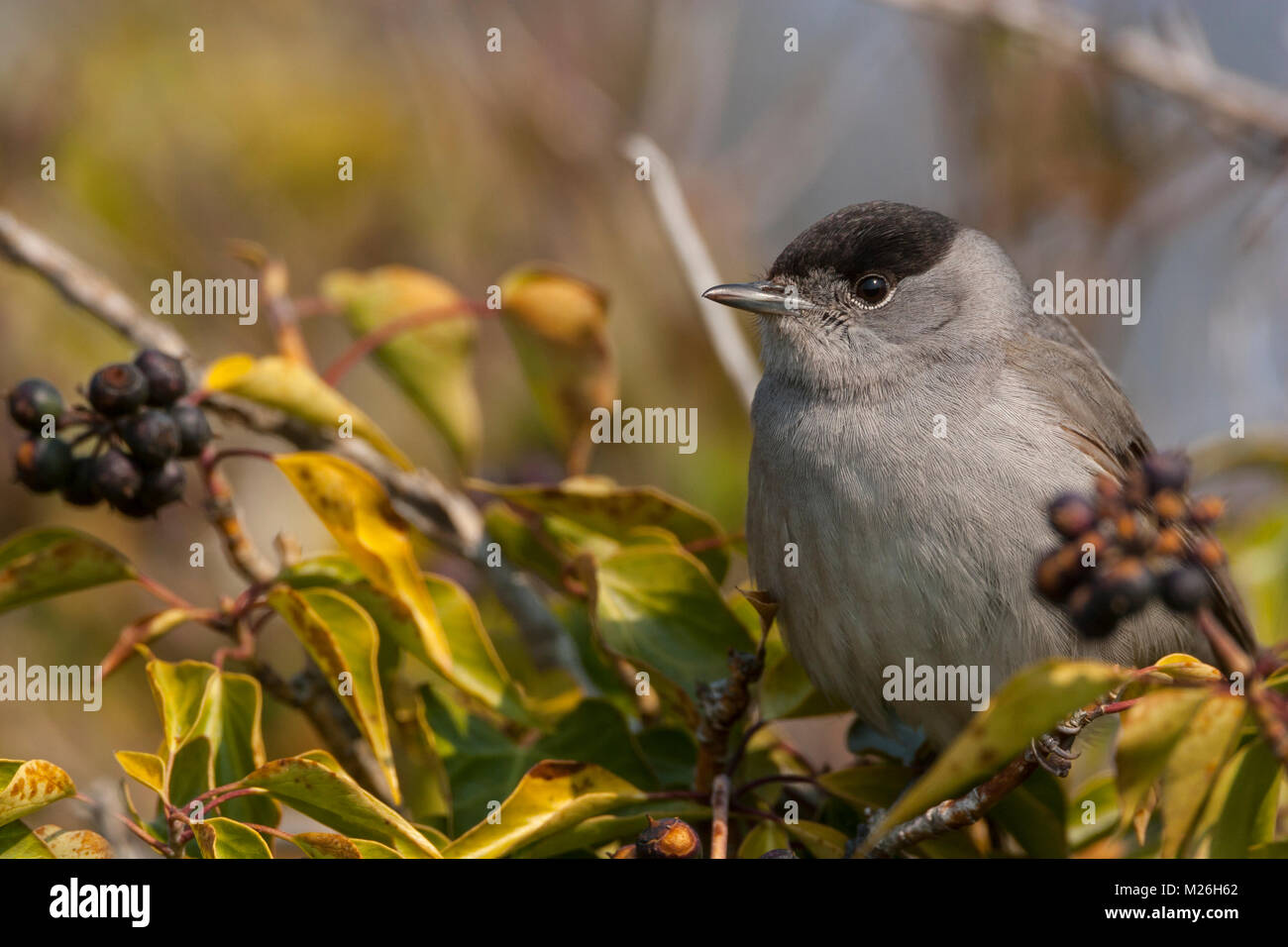 Black cap, (Sylvia atricapilla) male foraging in Common Ivy Stock Photo