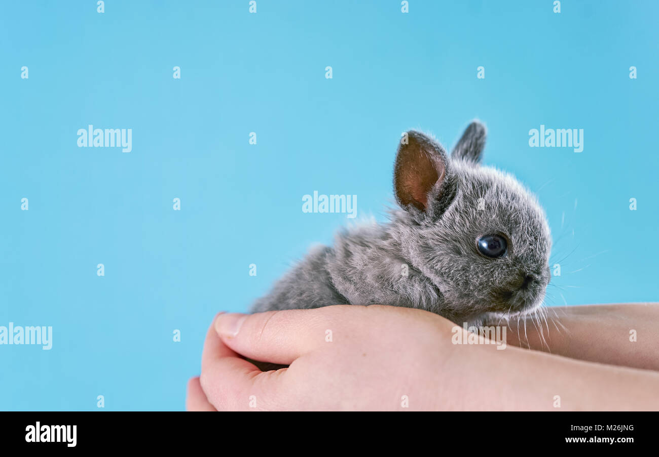 Hands holding baby bunny Stock Photo