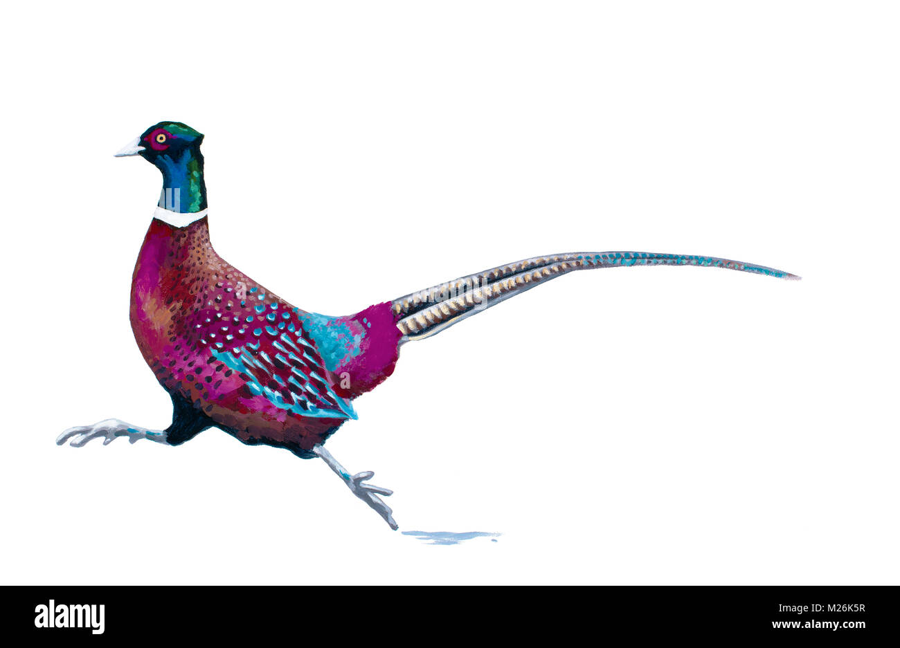 Painting of a running ring necked pheasant Stock Photo