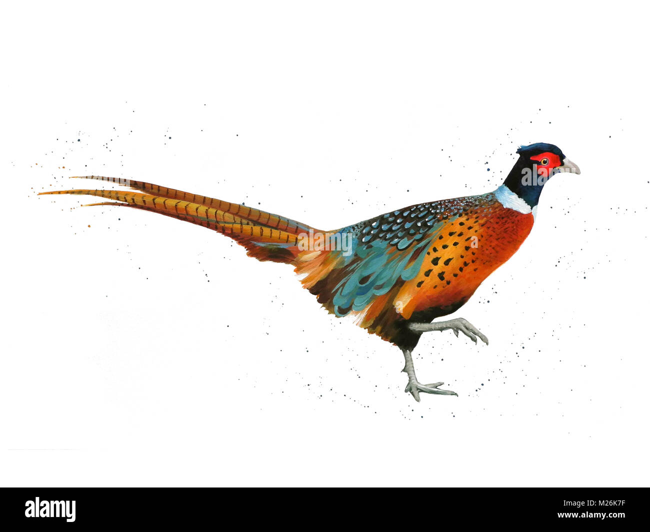 Painting of a walking ring necked pheasant strolling, side view Stock Photo