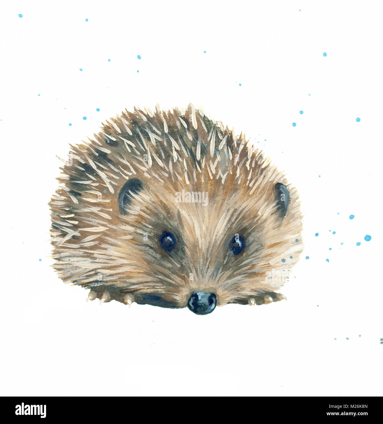 Painting of a hedgehog Stock Photo Alamy