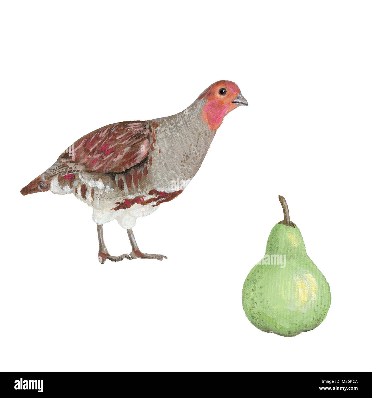 Painting of a grey partridge and a pear Stock Photo