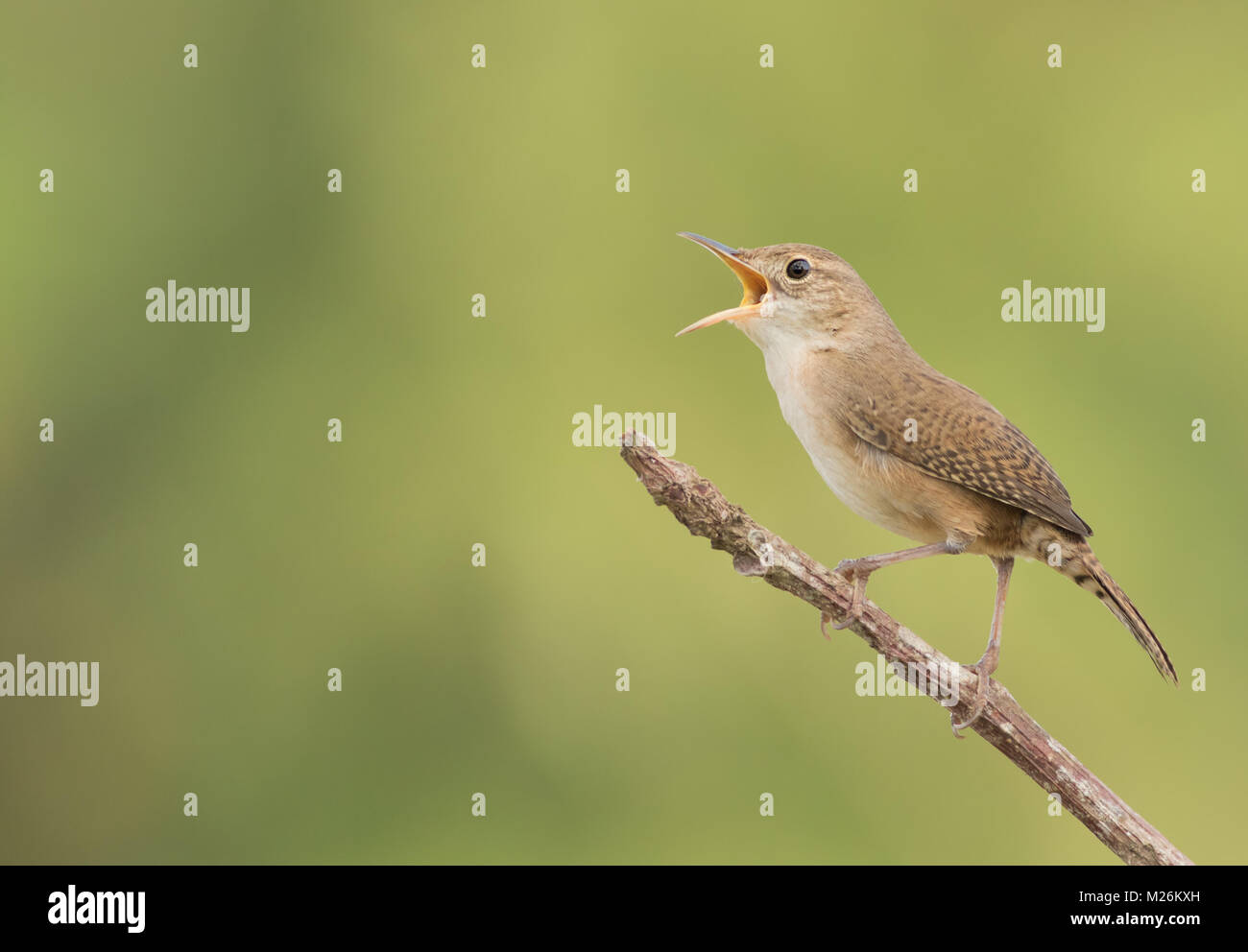 A familiar backyard bird, the House Wren was named long ago for its tendency to nest around human homes or in birdhouses. Stock Photo