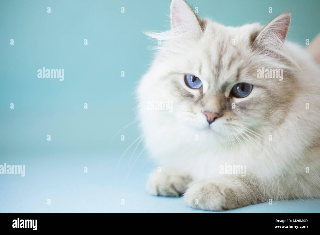 White siberian hotsell cat blue eyes