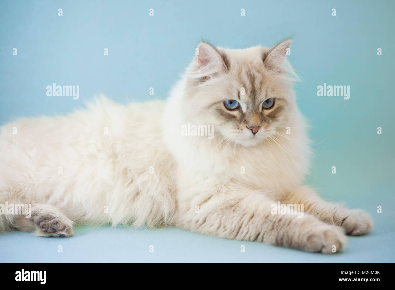 Blue Riven Cat White Siberian Cat Blue Eyes