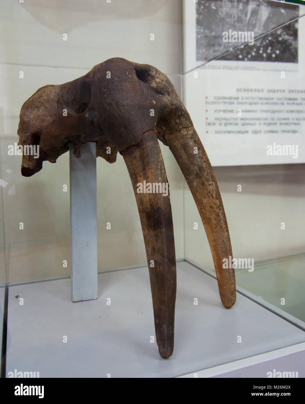 Skull of walrus (Odobenus rosmarus), Manitoba Museum, Winnipeg, Manitoba,  Canada Stock Photo - Alamy