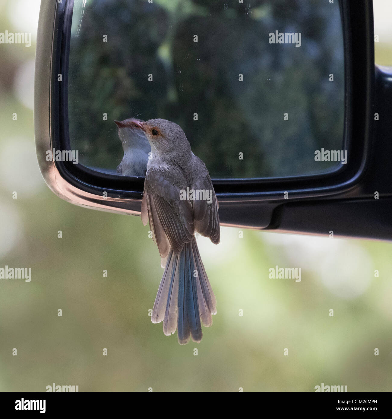 Chipping Sparrow (Attacking Its Own Reflection in a Car Mirror)