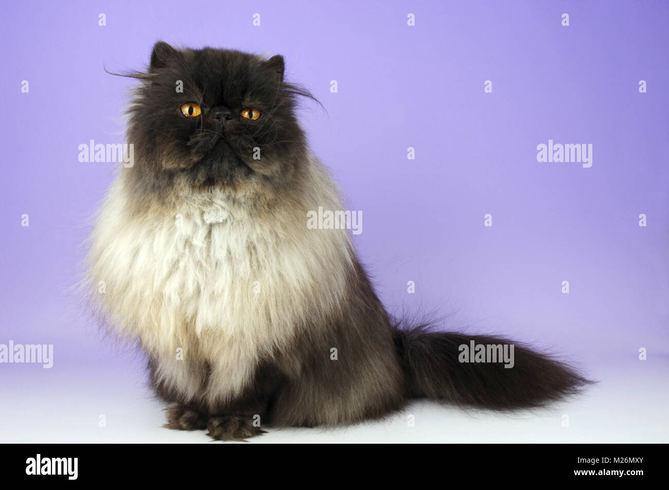 Black Smoke Persian Cat Looking At Camera Stock Photo Alamy