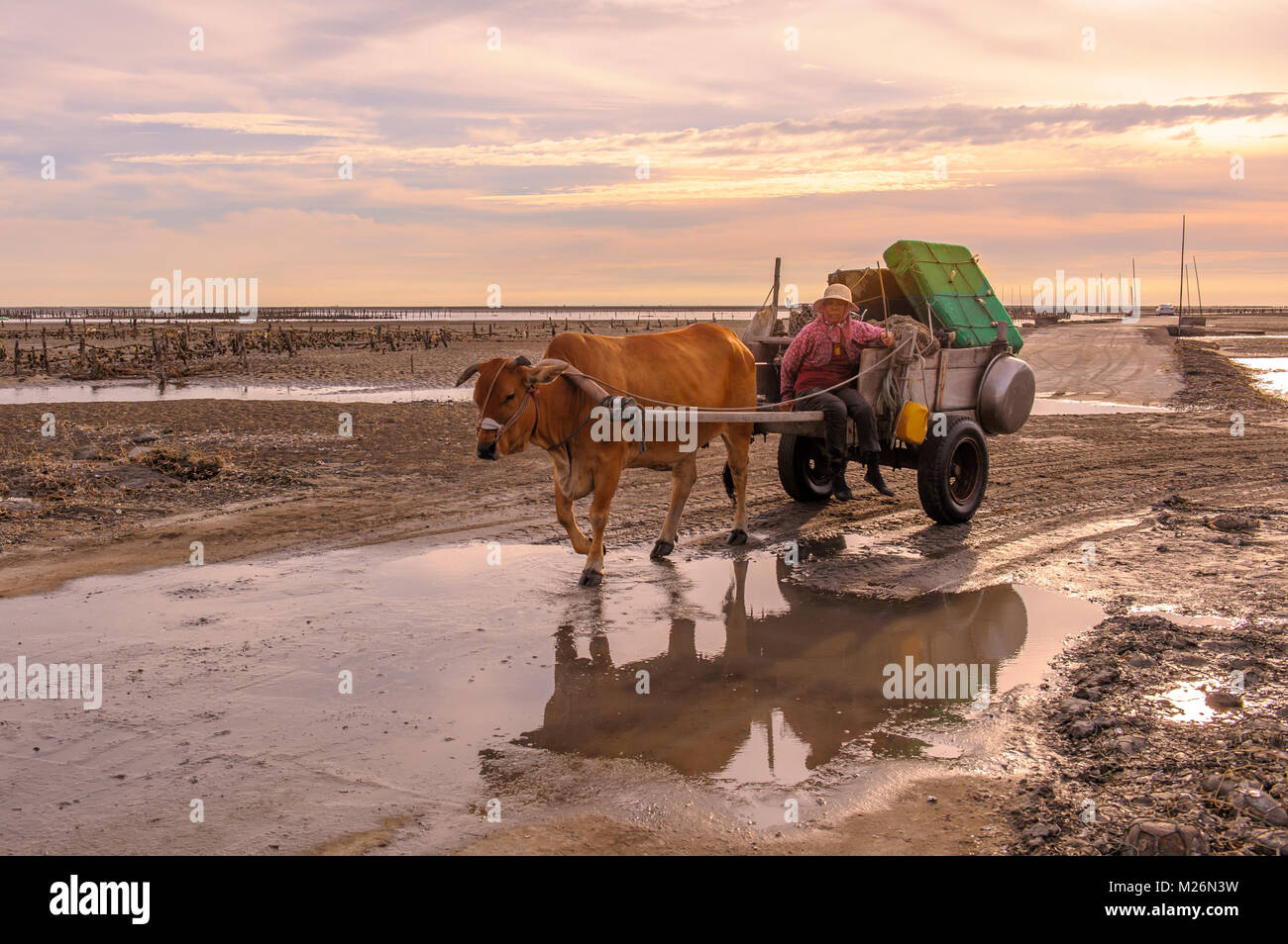 man drives a cow cart on the beach to pick out oysters in Fangyuan, Changhua Stock Photo