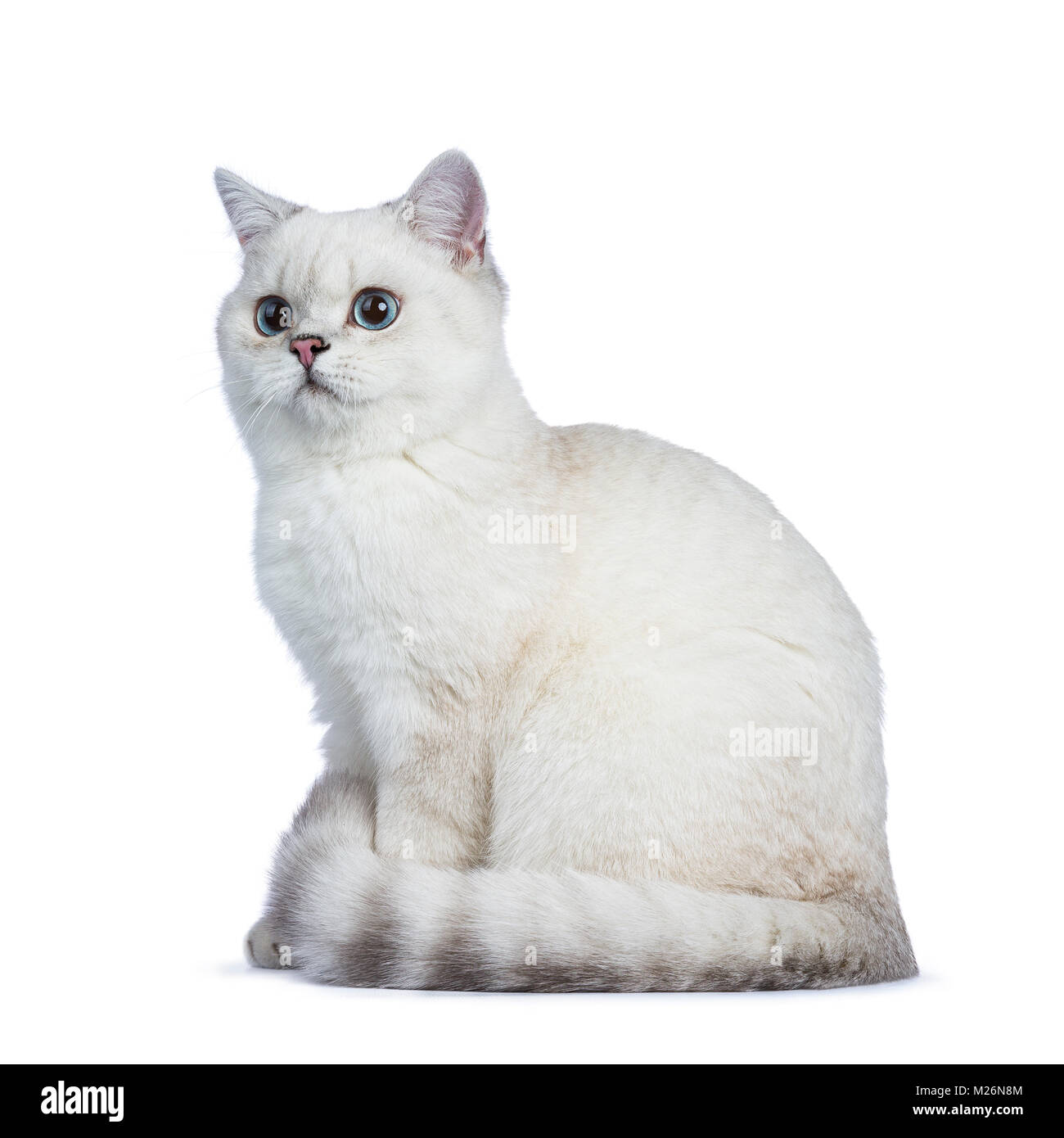 Seal point hotsell british shorthair