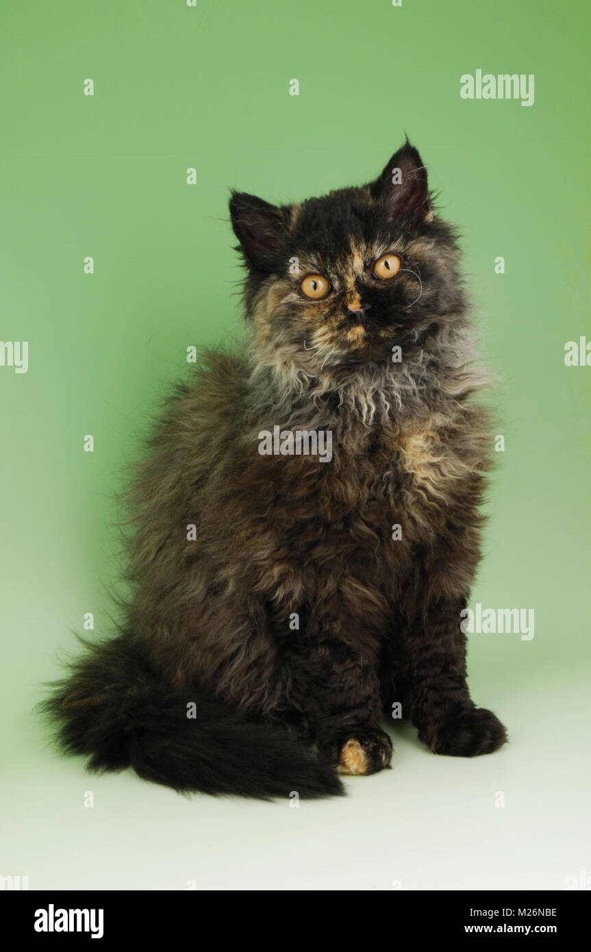 black tortie selkirk rex cat Stock Photo Alamy