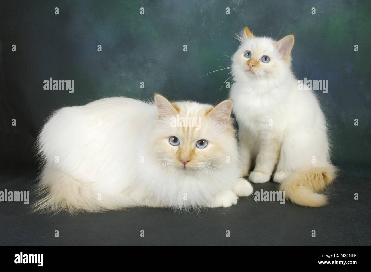 red point birman cat with her kitten Stock Photo - Alamy