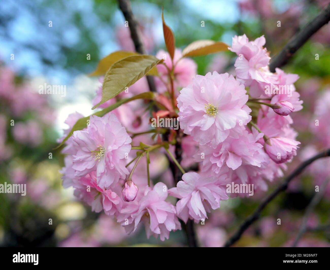 Beautiful close up of cherry blossoms over blue sky Stock Photo - Alamy