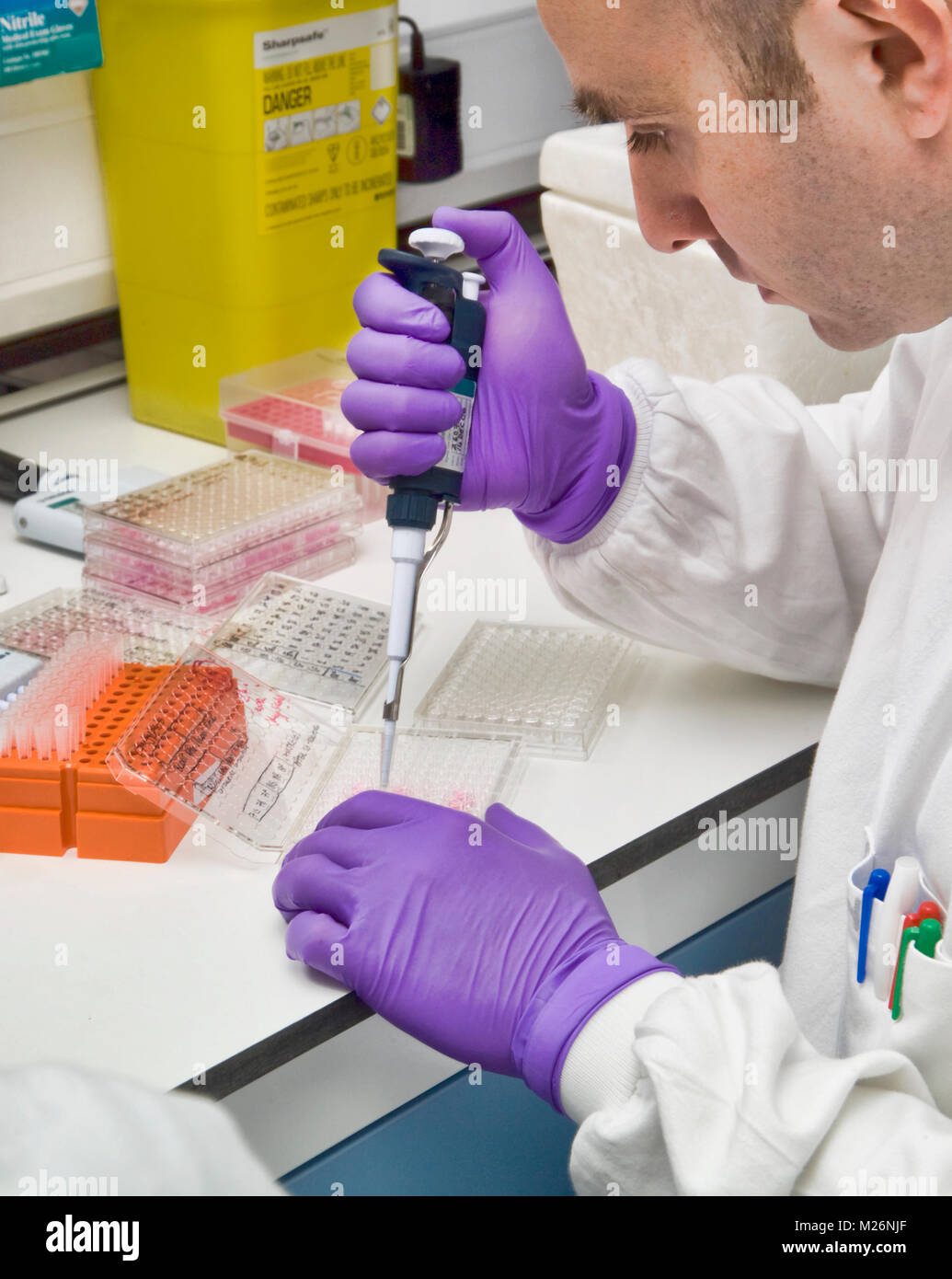 A scientist in a biochemical laboratory uses a micro-pipette as part of an investigation into the properties and actions of stem cells. Stock Photo