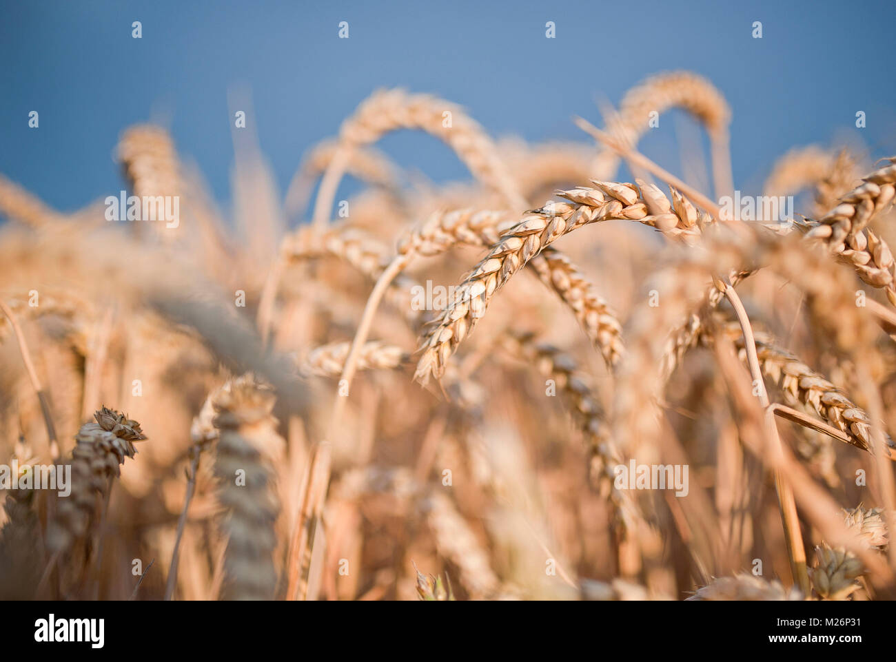 Summer field of ripened wheat Stock Photo