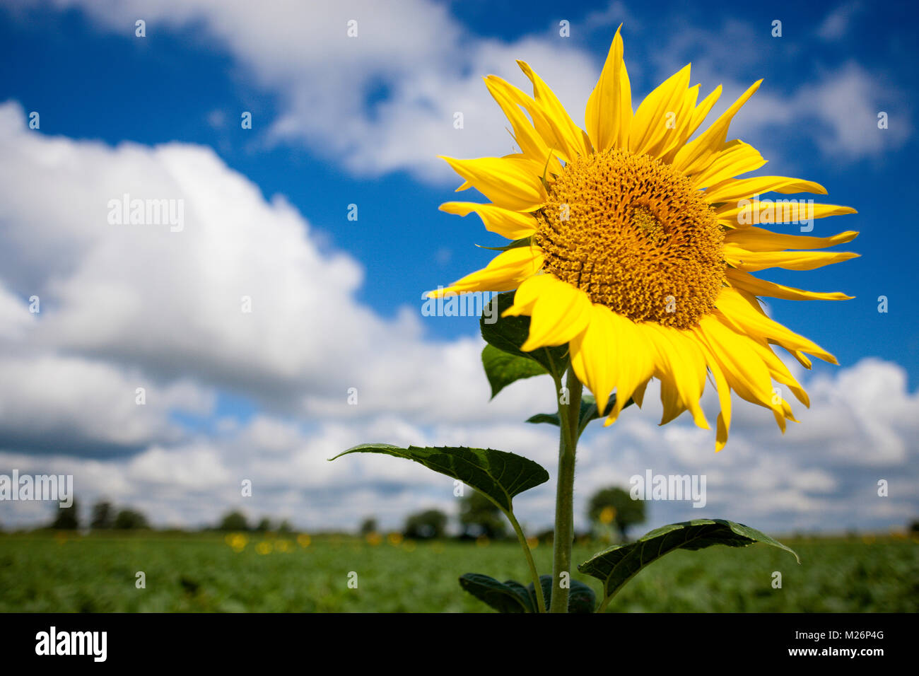 Sunflower, Helianthus Stock Photo
