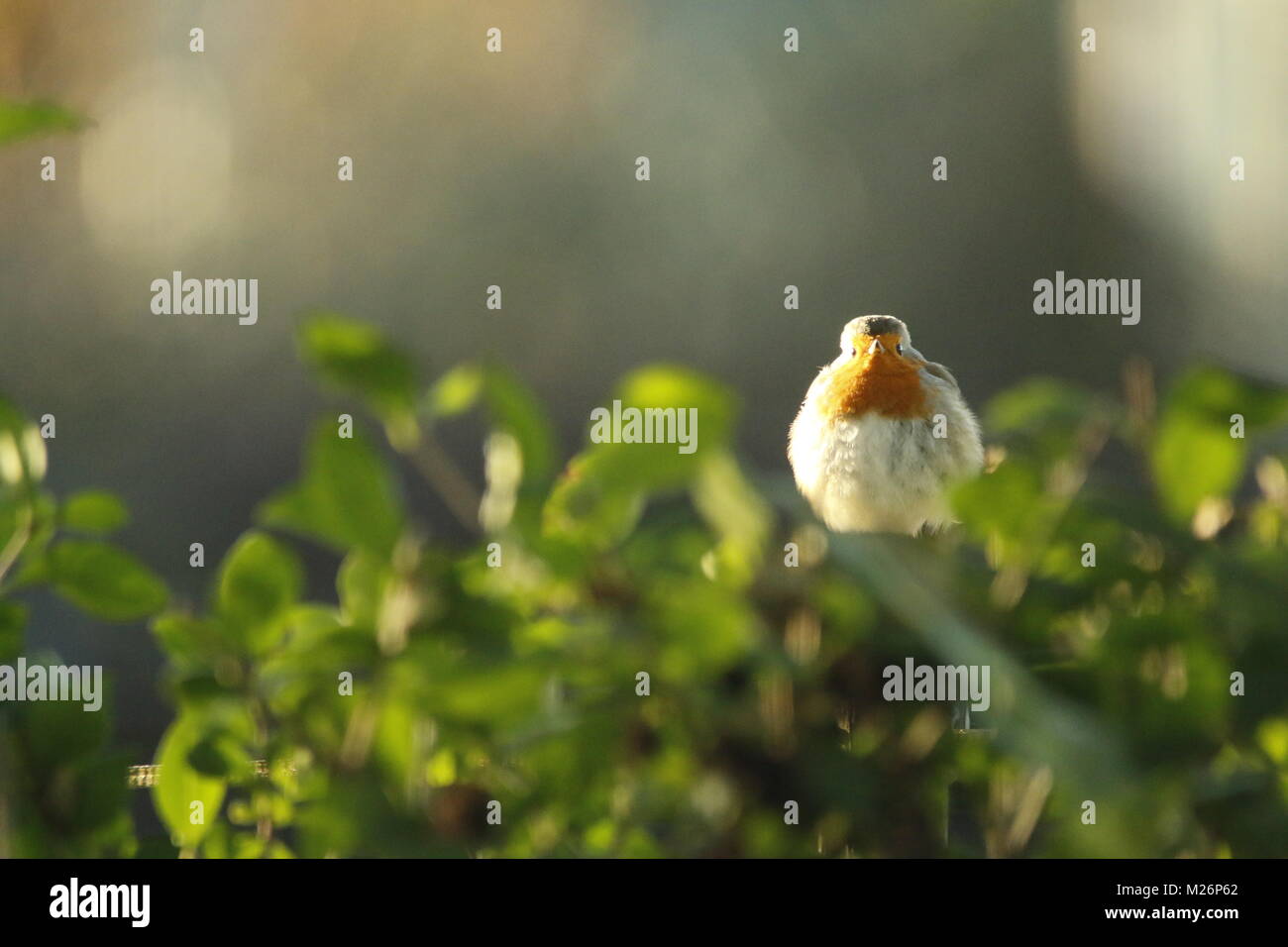 Lovely Robi Robin redbreast a lovely red winter bird Stock Photo - Alamy