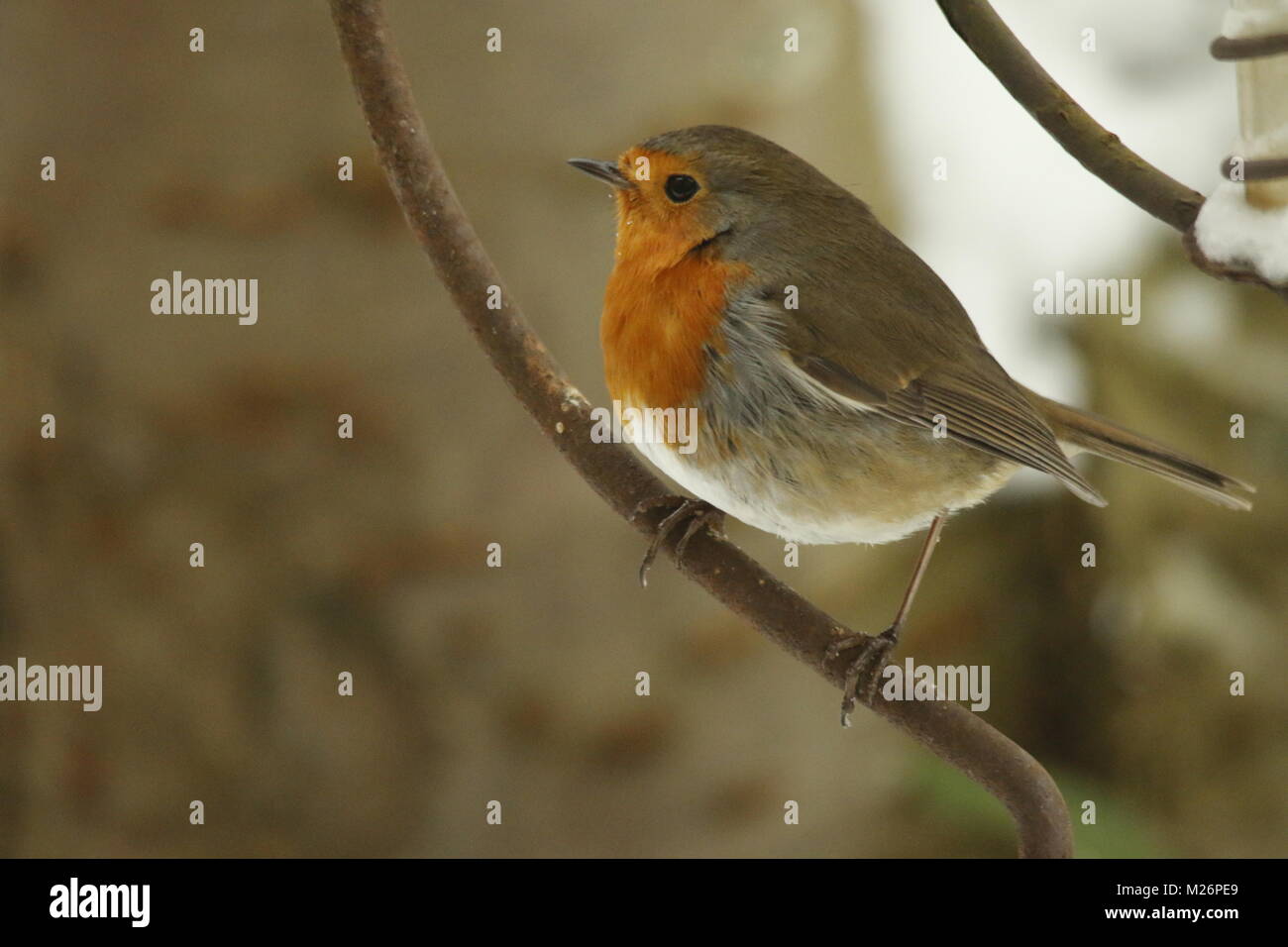 Lovely Robi Robin redbreast a lovely red winter bird Stock Photo - Alamy