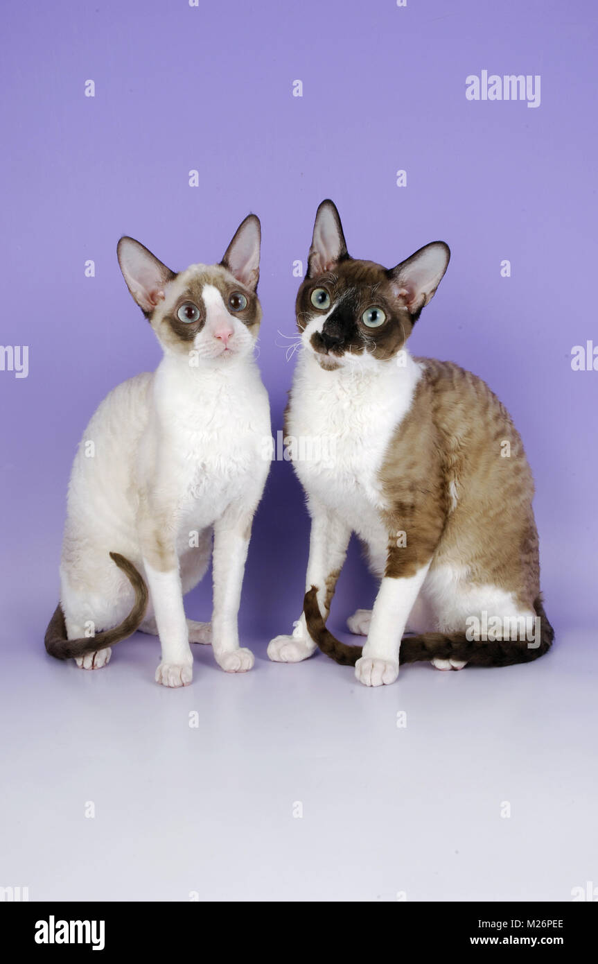 two cornish rex cats, sitting Stock Photo