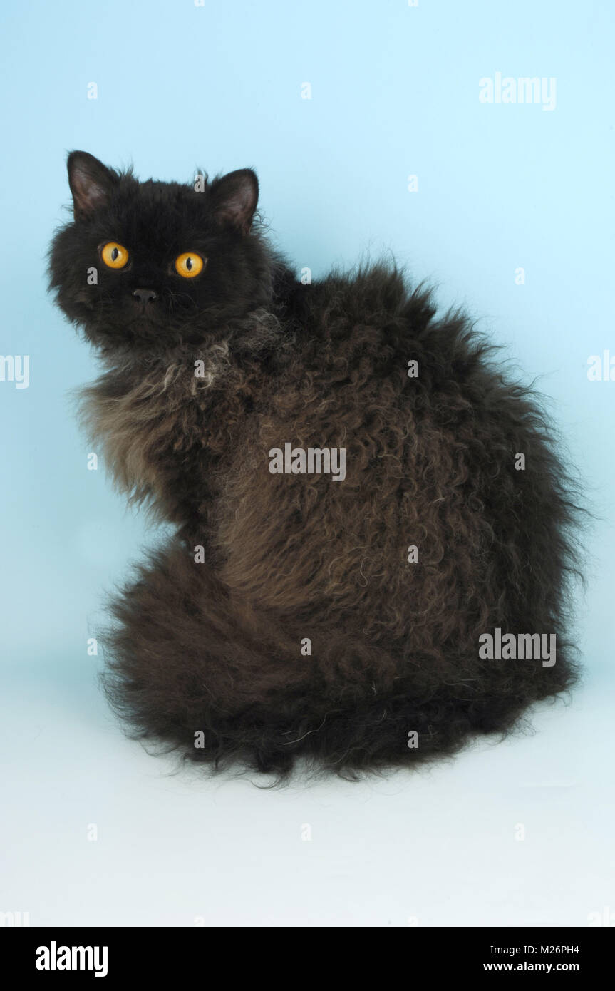 Black selkirk sale rex