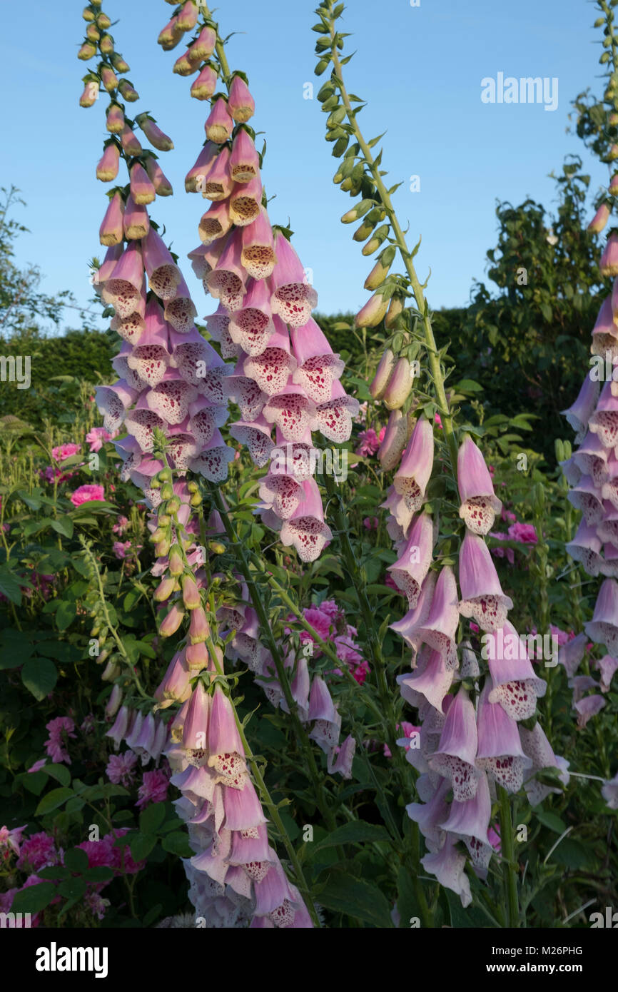 Digitalis ‘Sutton’s Appricot’ in a border in the walled garden at Houghton Hall, King's Lynn, Norfolk, UK Stock Photo