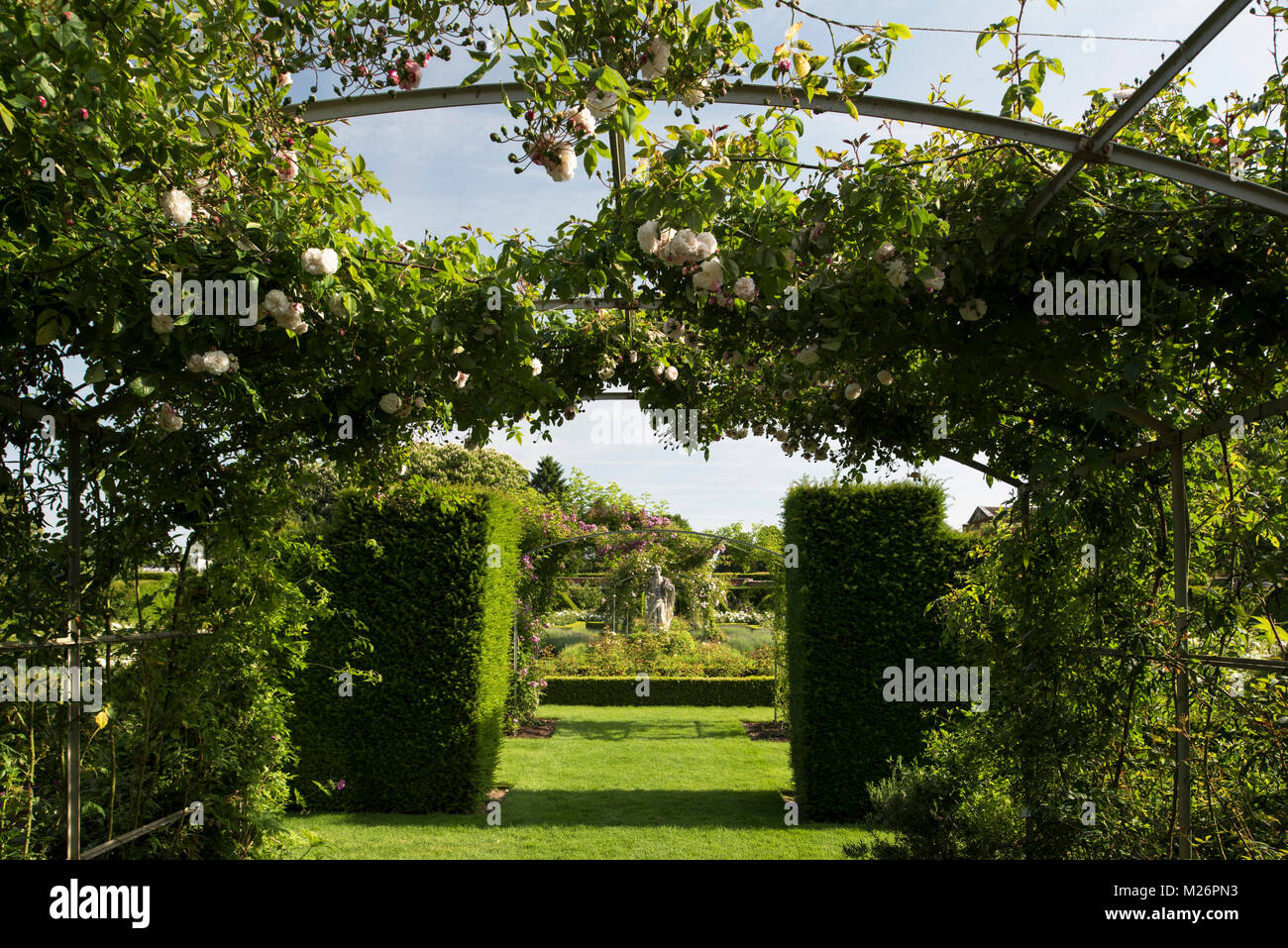Rosa ‘Cecile Brunner’ a pink climbing rose on an arch leading to topiary and statues in the rose parterre at Houghton Hall, King’s Lynn, Norfolk, UK Stock Photo