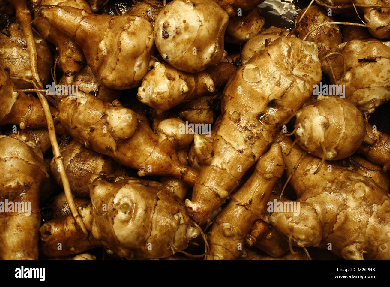 image of Jerusalem artichokes Helianthus tuberosus Stock Photo