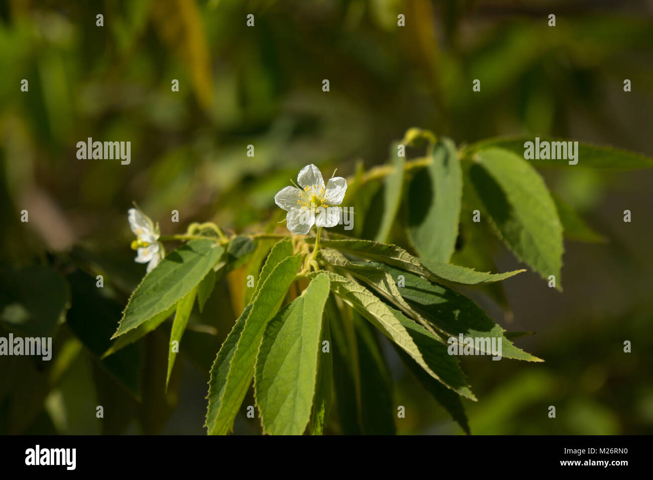 White Flower of West Indian Cherry or Calabura, Jam tree, Jamaican cherry, Malayan Cherry Stock Photo
