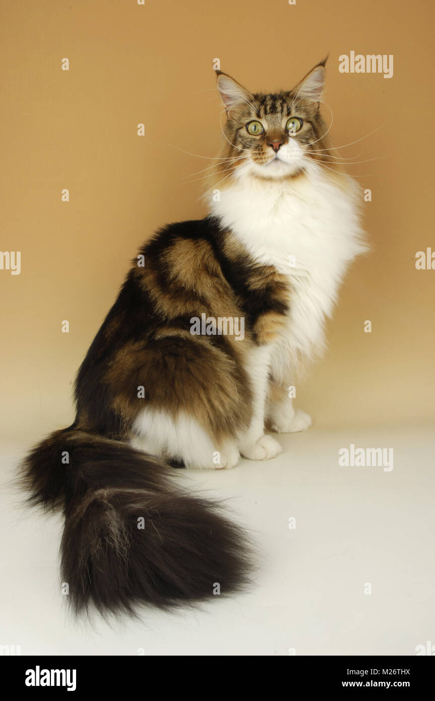 brown tabby and white maine coon cat looking proud Stock Photo Alamy