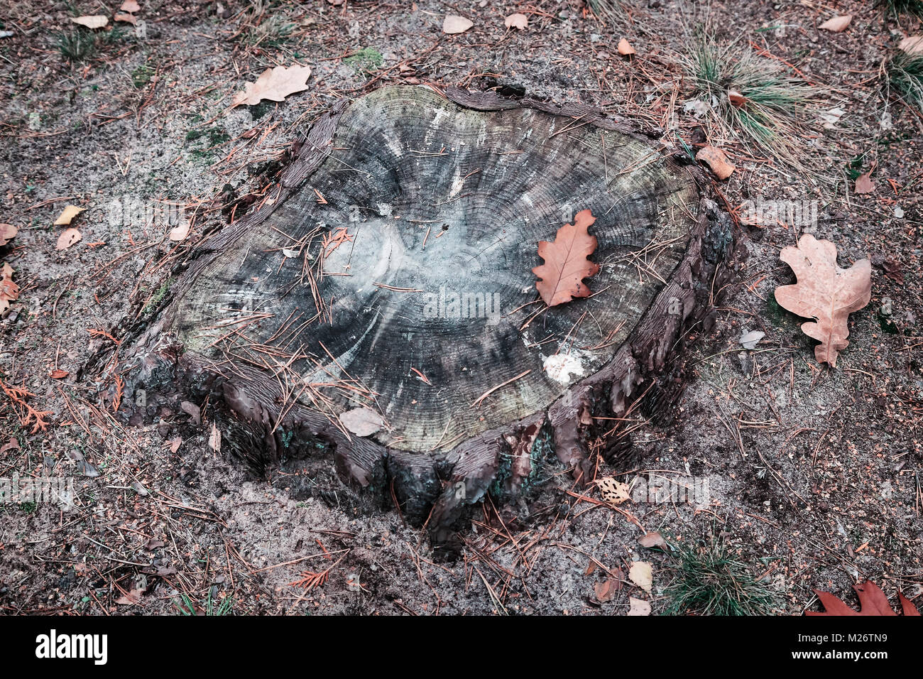 The stump of an old tree, covered with fallen autumn leaves and moss ...