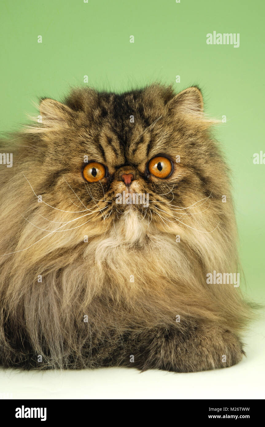 Brown tabby persian hires stock photography and images Alamy