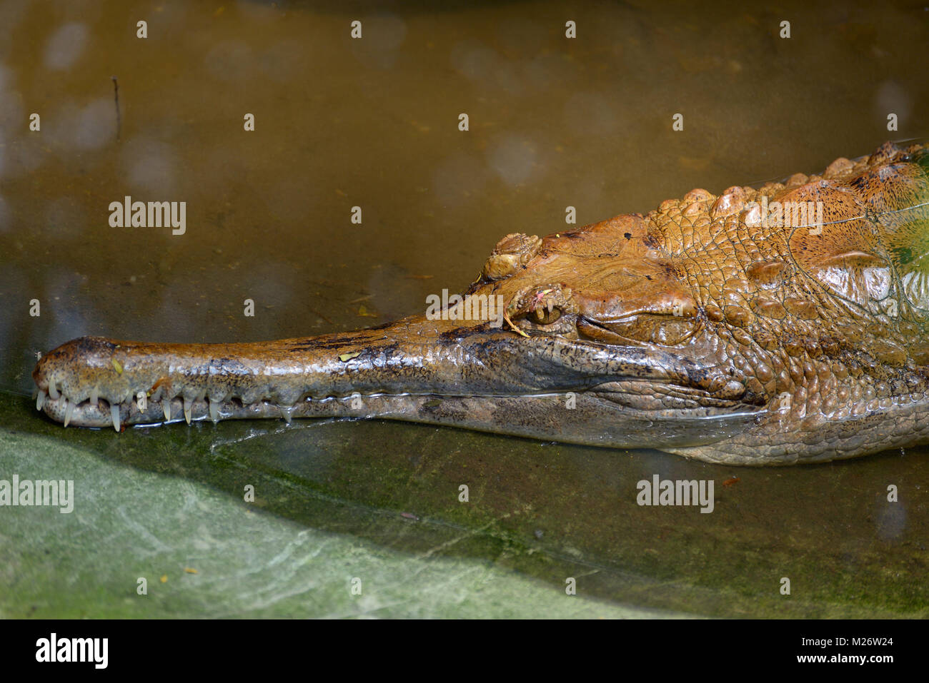 False gharial lies in the pond Stock Photo