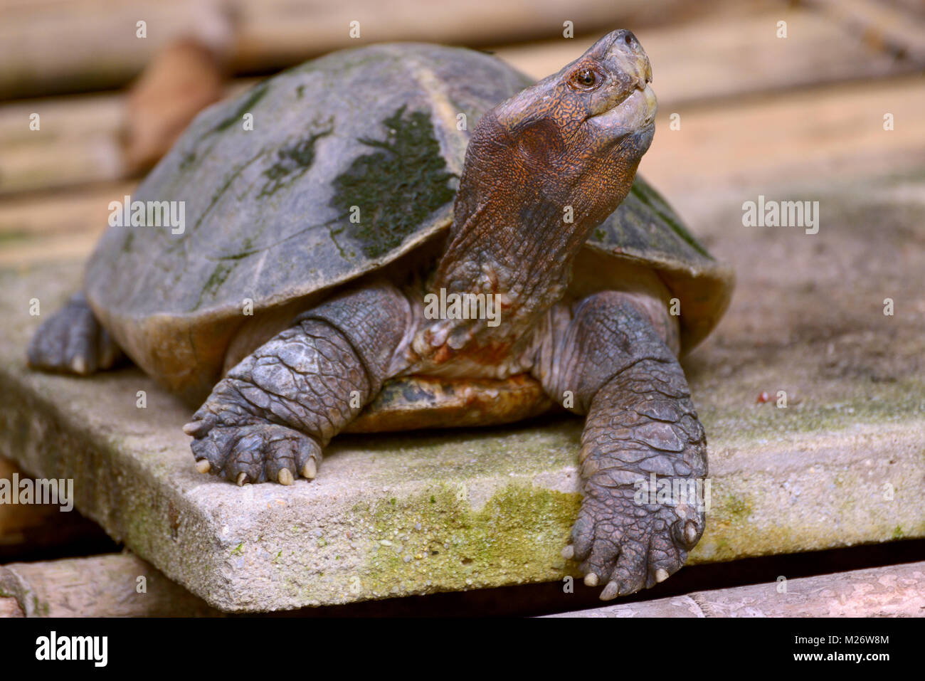 Portrait of a turtle giant asian pond turtle Stock Photo