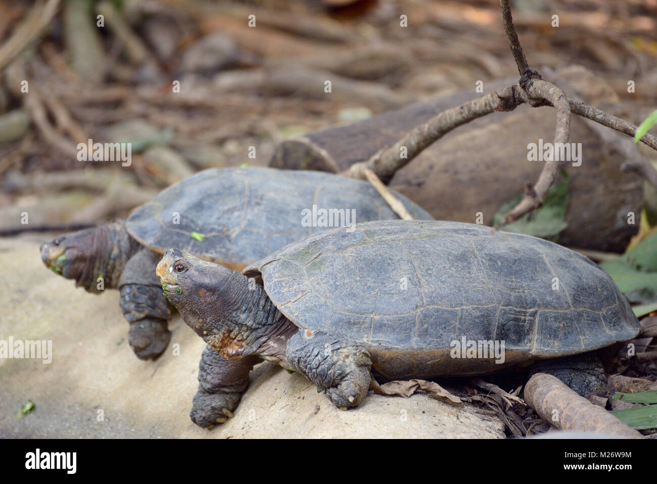 Two giant asian pond turtles Stock Photo