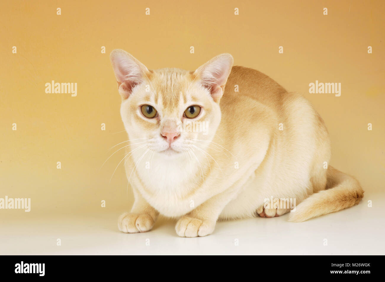 Burmese cat cream hi res stock photography and images Alamy