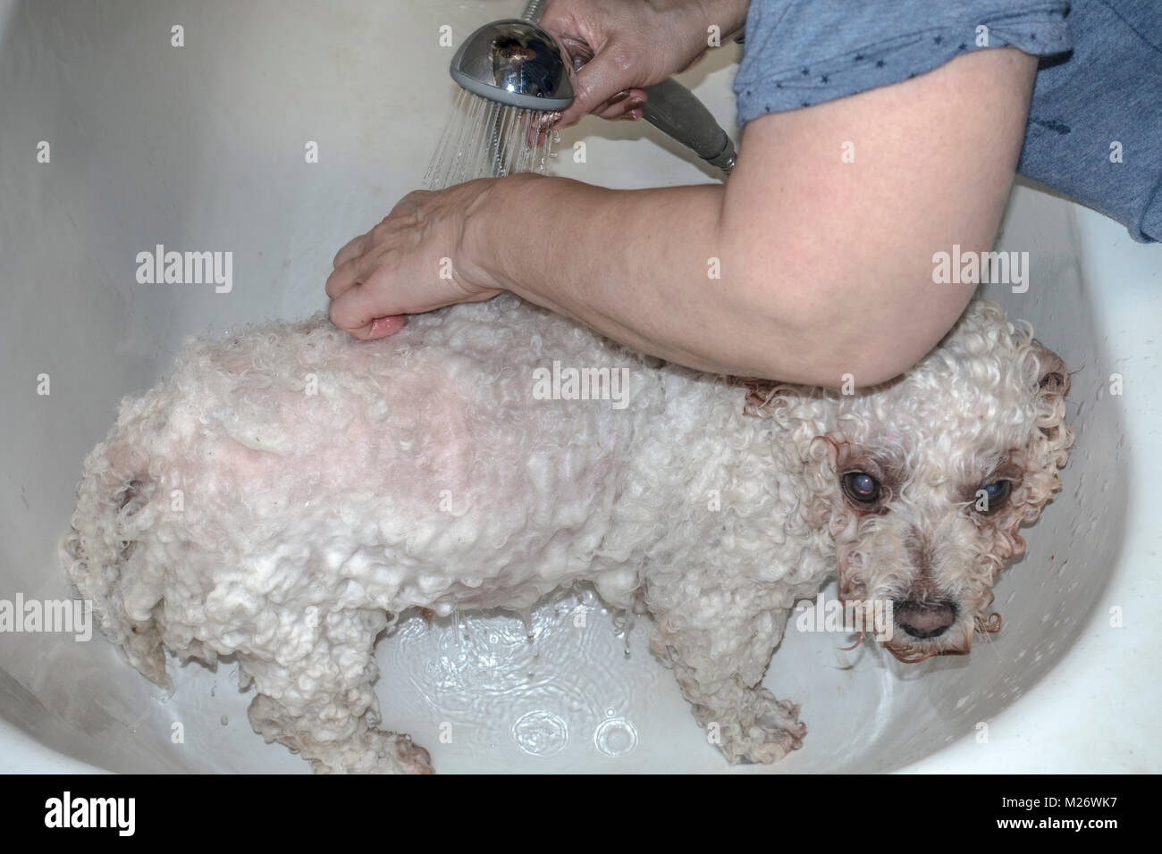 Woman washing her white curly coated, pedigree pet Bichon Frise dog, in a bath tub at home, with warm, soapy water. England, UK. Stock Photo