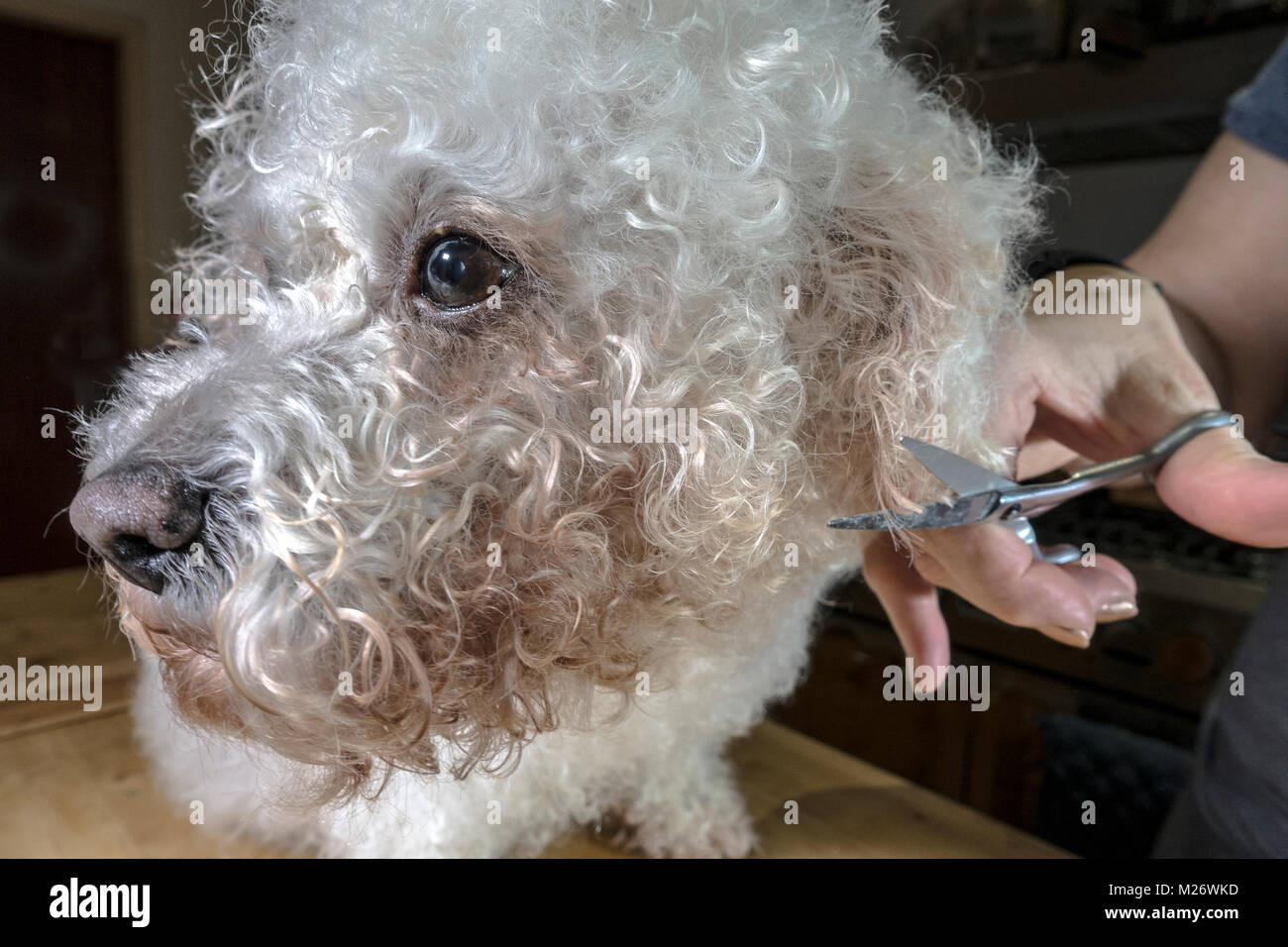 Woman's hands trimming the head fur of her white curly coated, pedigree pet Bichon Frise dog, at home with a pair of scissors. England, UK. Stock Photo