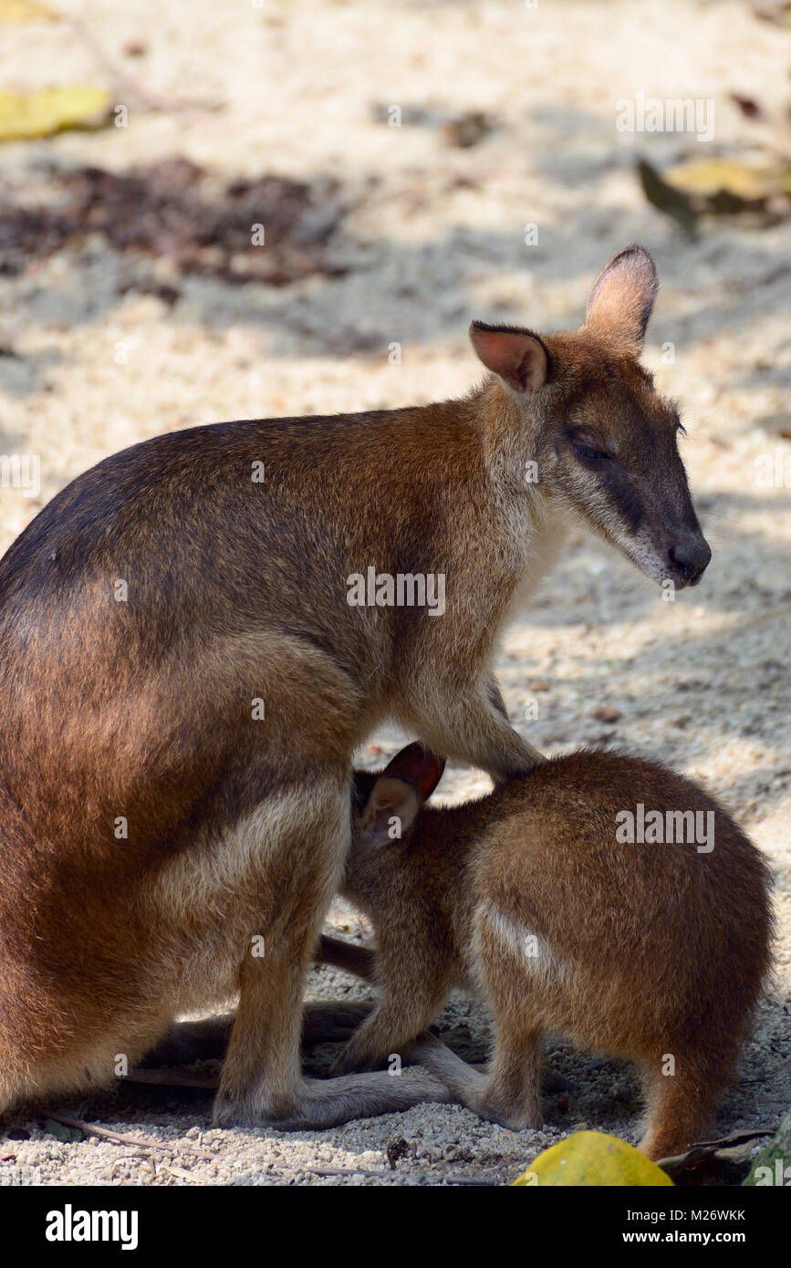 Kangaroo feeds its young with milk Stock Photo Alamy