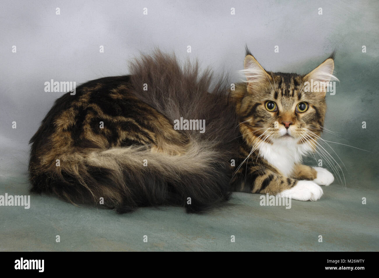 fluffy brown tabby and white maine coon cat Stock Photo Alamy