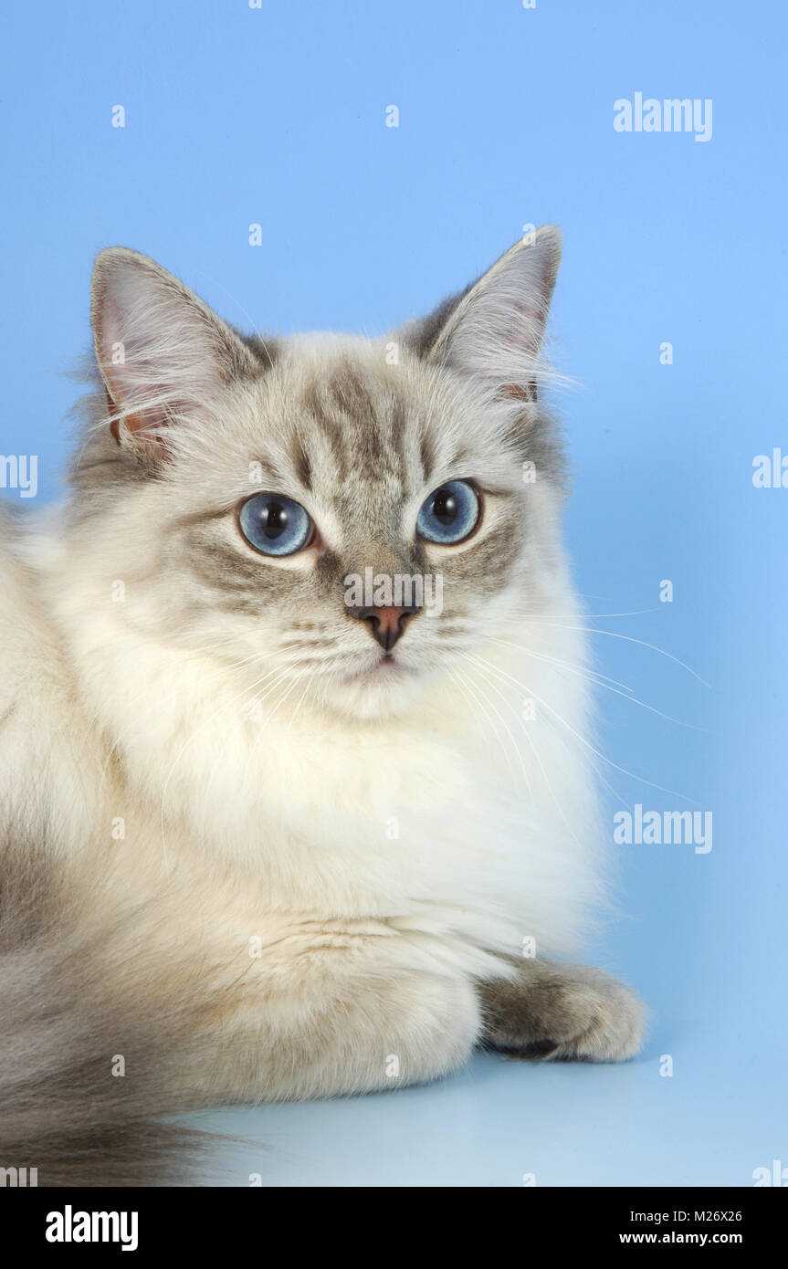 blue lynx tabby ragdoll