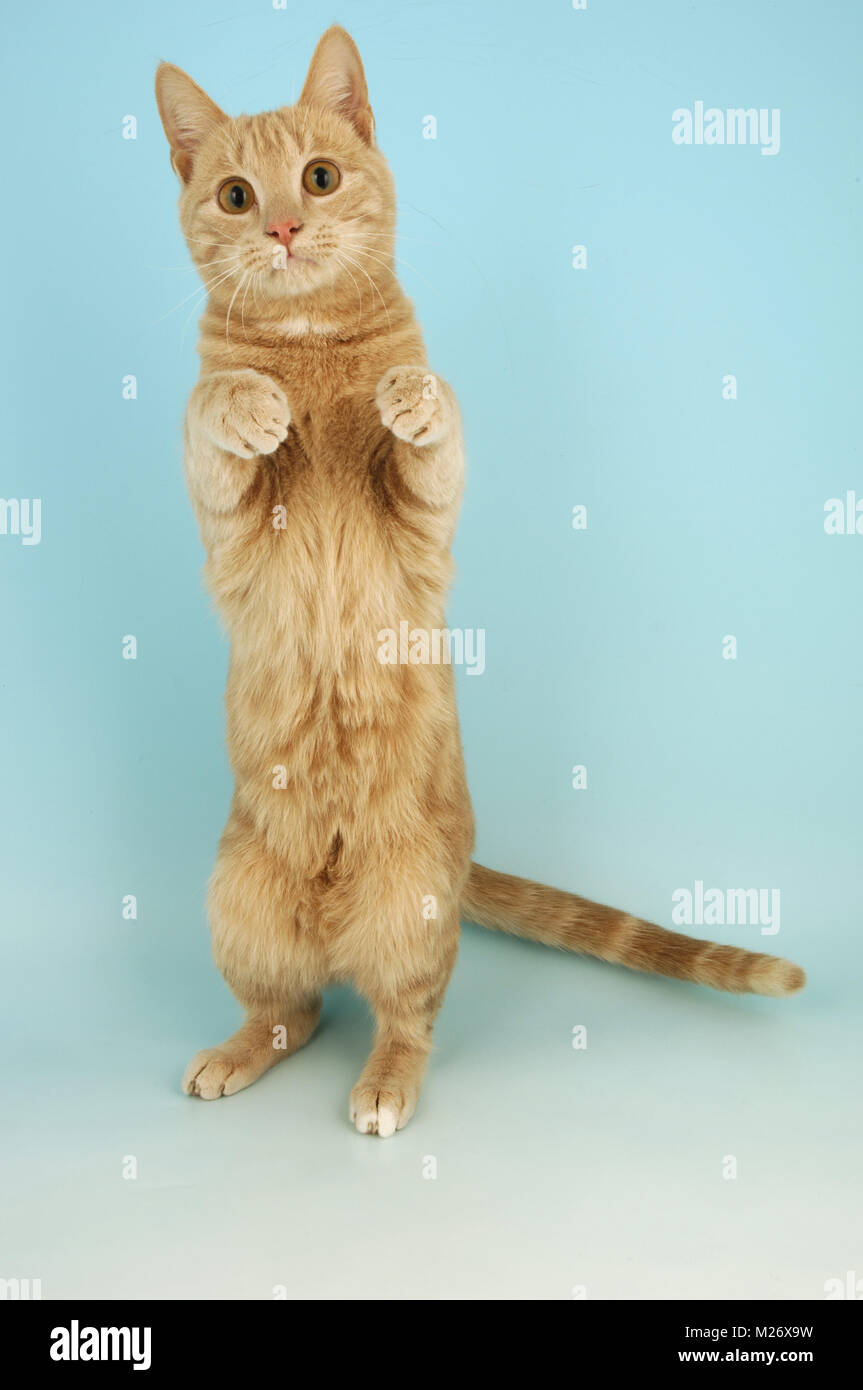 cream classic tabby cat jumping up Stock Photo Alamy