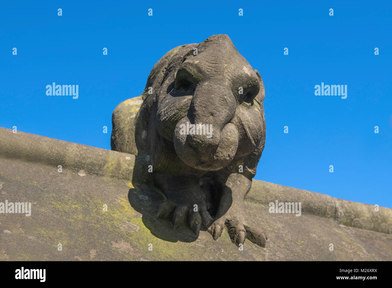 Stone Beaver on the Cardiff Castle Wall in Cardiff South Wales Stock Photo