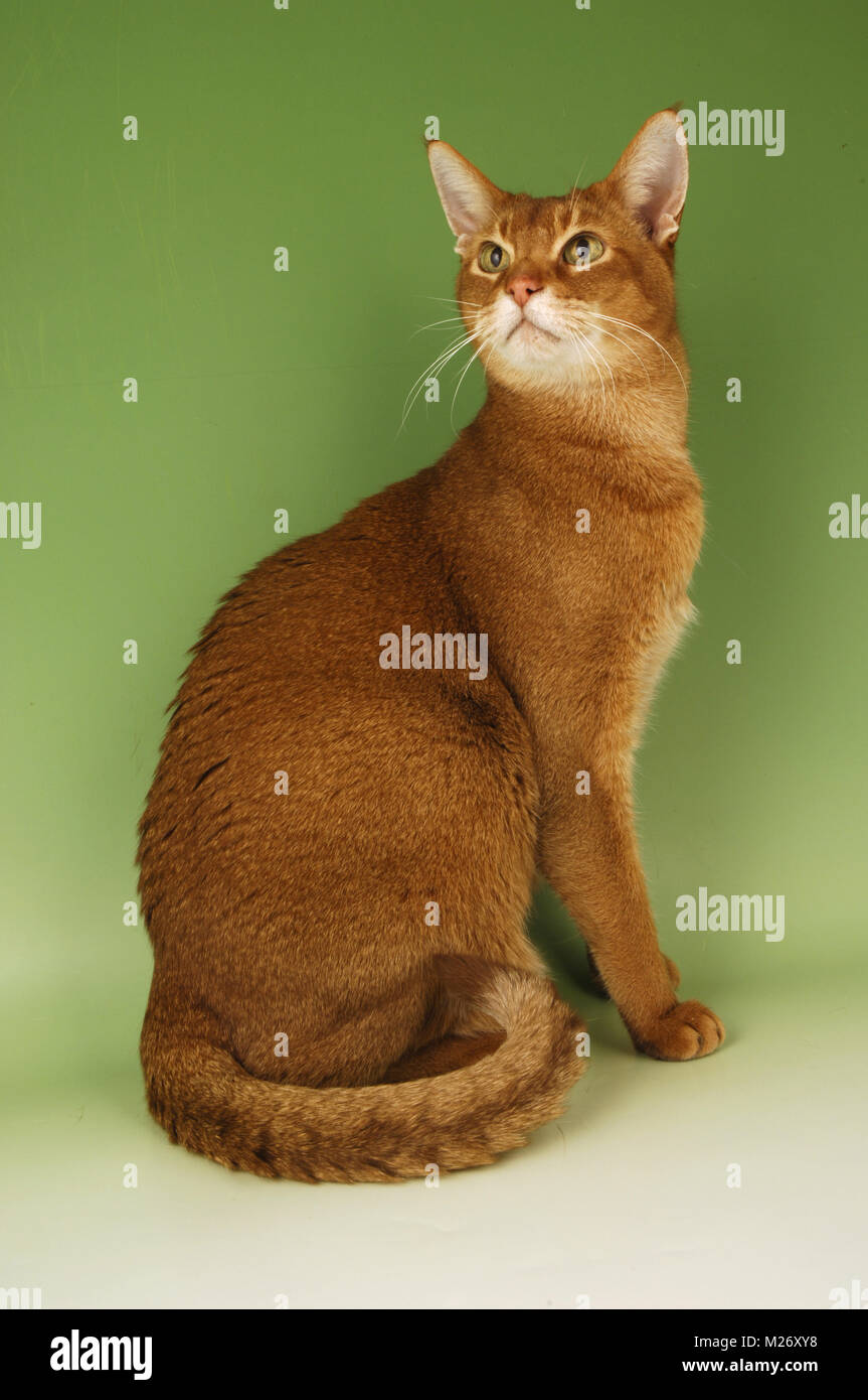 sorrel abyssinian on green background Stock Photo - Alamy