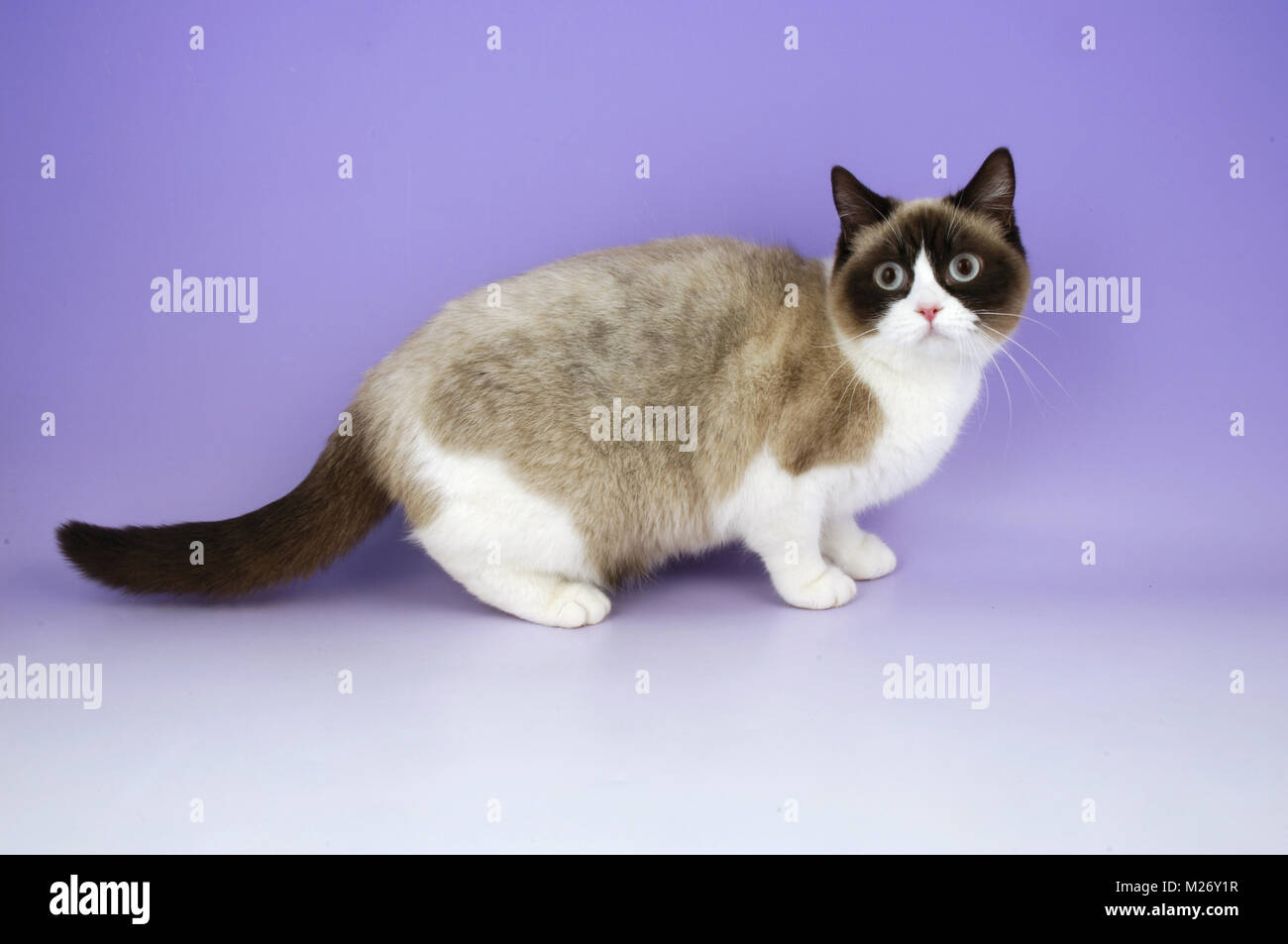 chocolate and white british shorthair