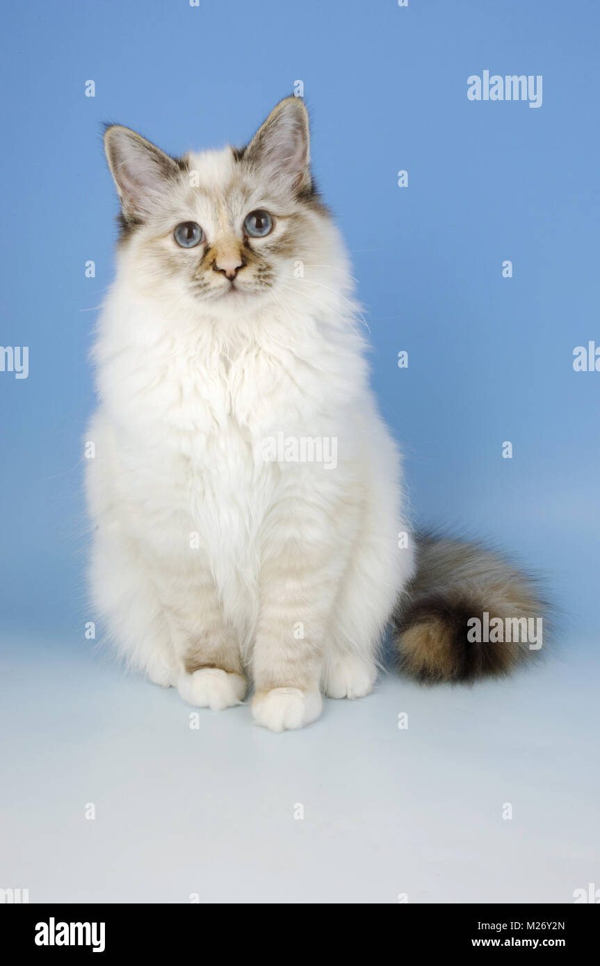 Seal point tabby birman sales